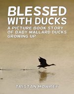 Blessed With Ducks: A picture book story of baby mallard ducks growing up - Book Cover